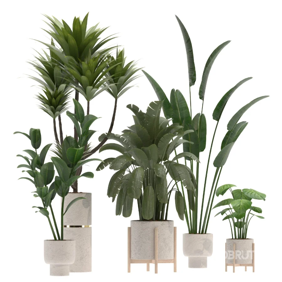indoor-plant-020 Image 2