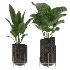 indoor-plant-011 - Thumbnail 2