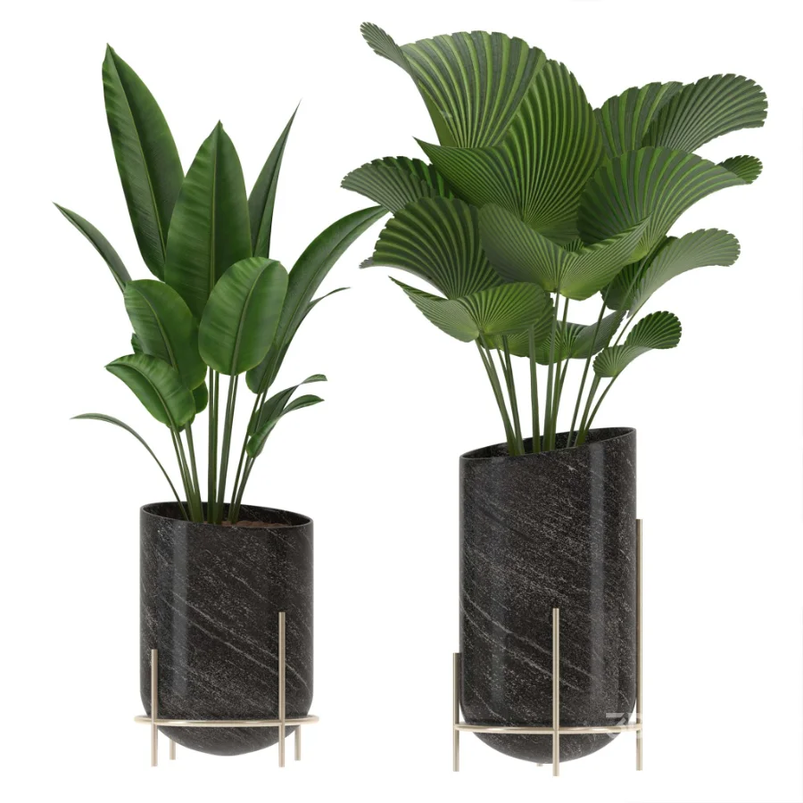 indoor-plant-011 Image 2