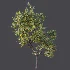 AV Plant Prunus Salicina Plum Pflaume Fruit Tree 01 - Thumbnail 8