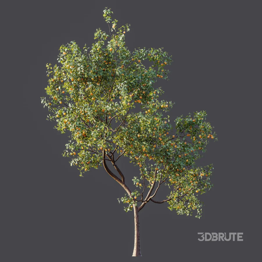 AV Plant Prunus Salicina Plum Pflaume Fruit Tree 01 Image 8