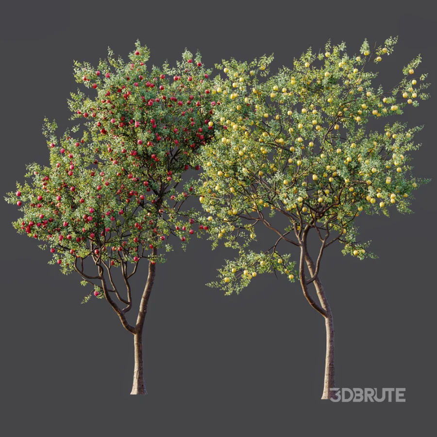 AV Plant Malus Pumila Apple Red Fruit Tree 01 Image 9