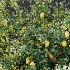 AV Plant Citrus Meyer Lemon Fruit Tree 01 - Thumbnail 9
