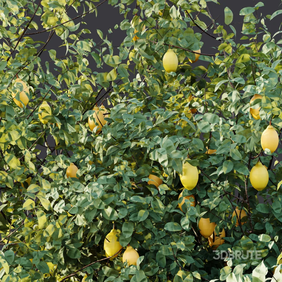 AV Plant Citrus Meyer Lemon Fruit Tree 01 Image 9
