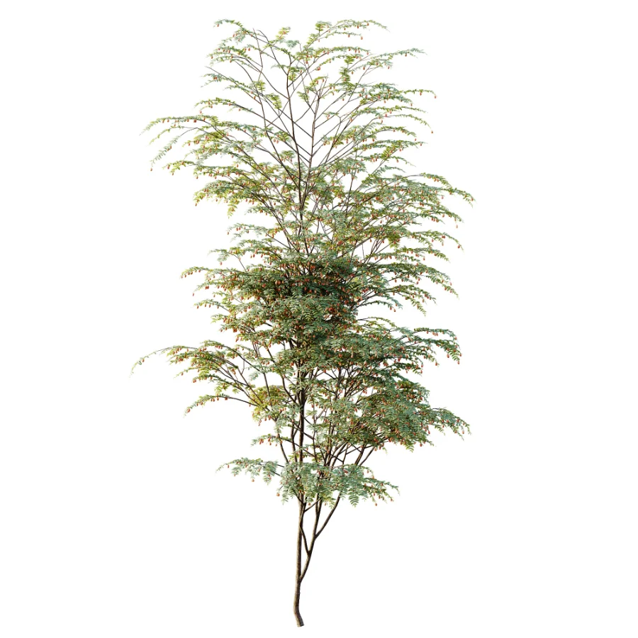 AV Plant Ziziphus Jujuba Chinesische Dattel Fruit Tree 01 Image 3