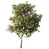 AV Plant Citrus Sinensis Orange Arancio Fruit Tree 01 - Thumbnail 2