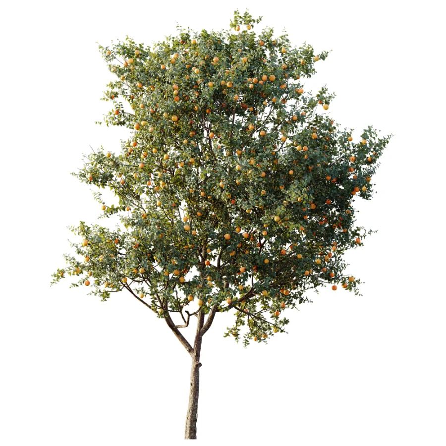 AV Plant Citrus Sinensis Orange Arancio Fruit Tree 01 Image 2