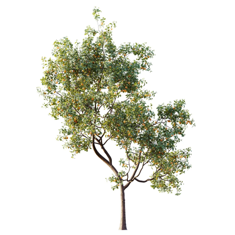 AV Plant Prunus Salicina Plum Pflaume Fruit Tree 01 Image 4