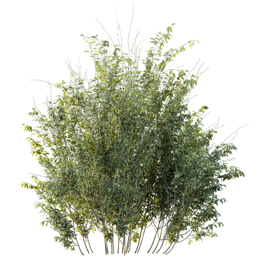 AV Plant Bush Common Broom Cytisus Scoparius 02 Image 4