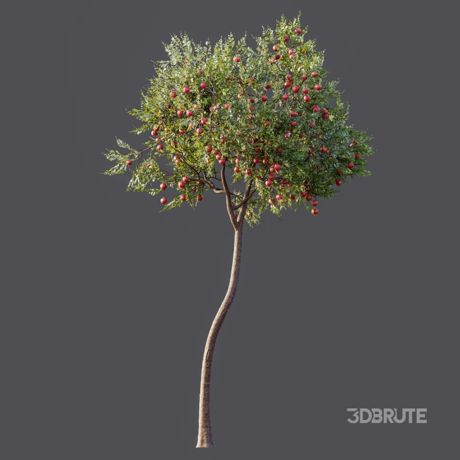 AV Plant Punica Granatum Pomegranate Fruit Tree 01 Image 7