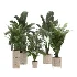 indoor-plant-023 - Thumbnail 2