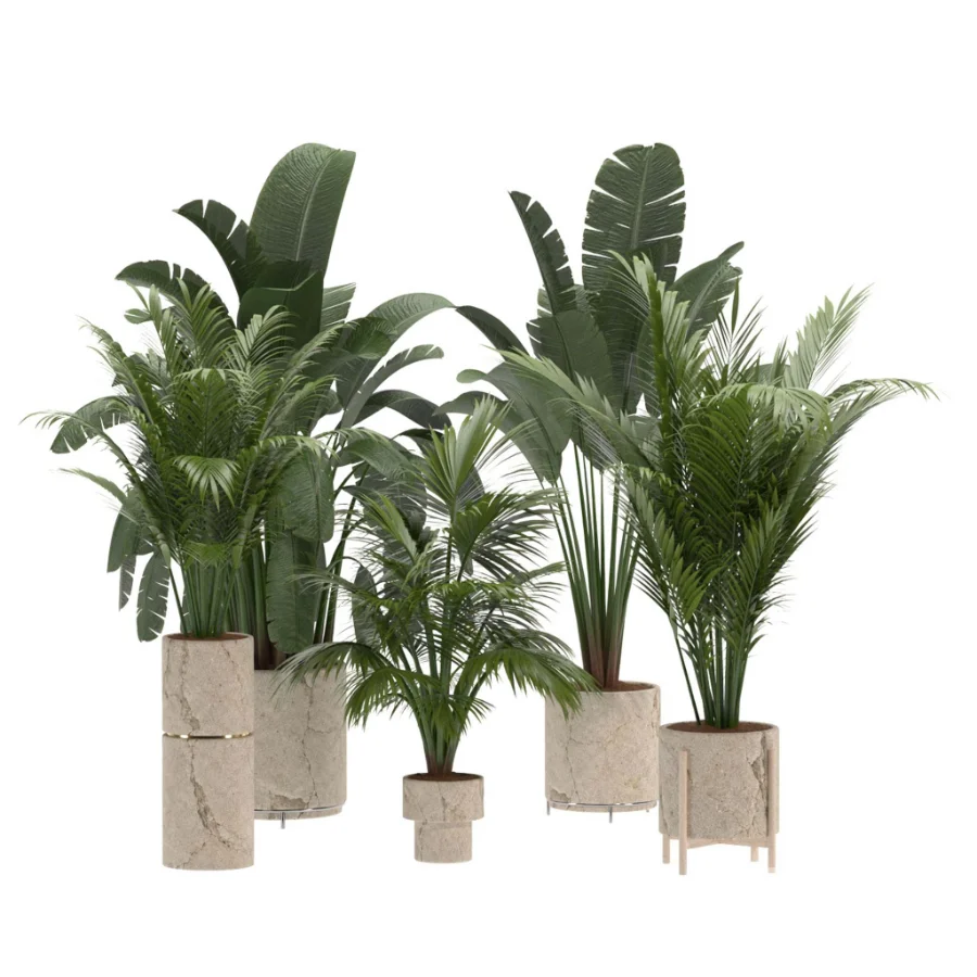 indoor-plant-023 Image 2
