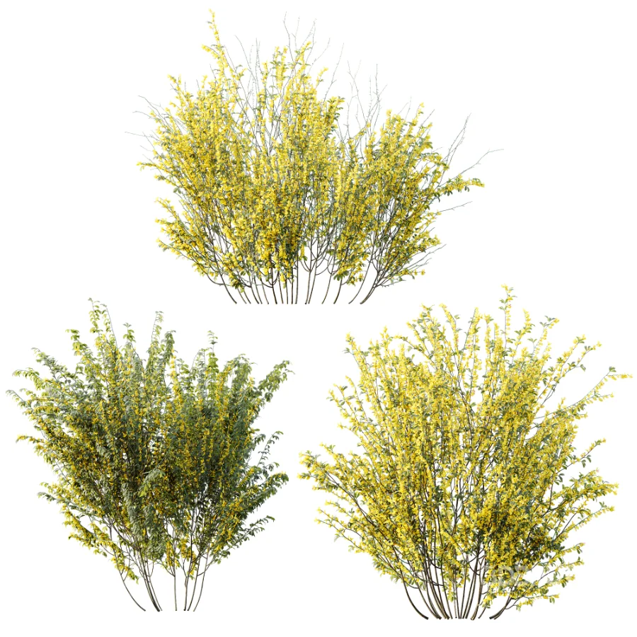 AV Plant Bush Common Broom Cytisus Scoparius 01 Image 3