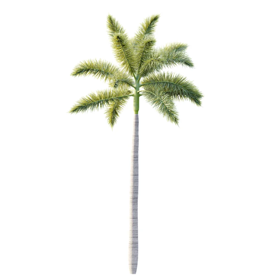AV Plant Roystonea Regia Palm Tree 01 Image 2
