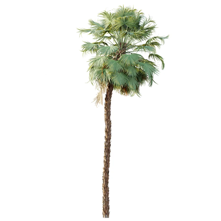 AV Plant Acoelorrhaphe Wrightii Palm Tree 01 Image 3