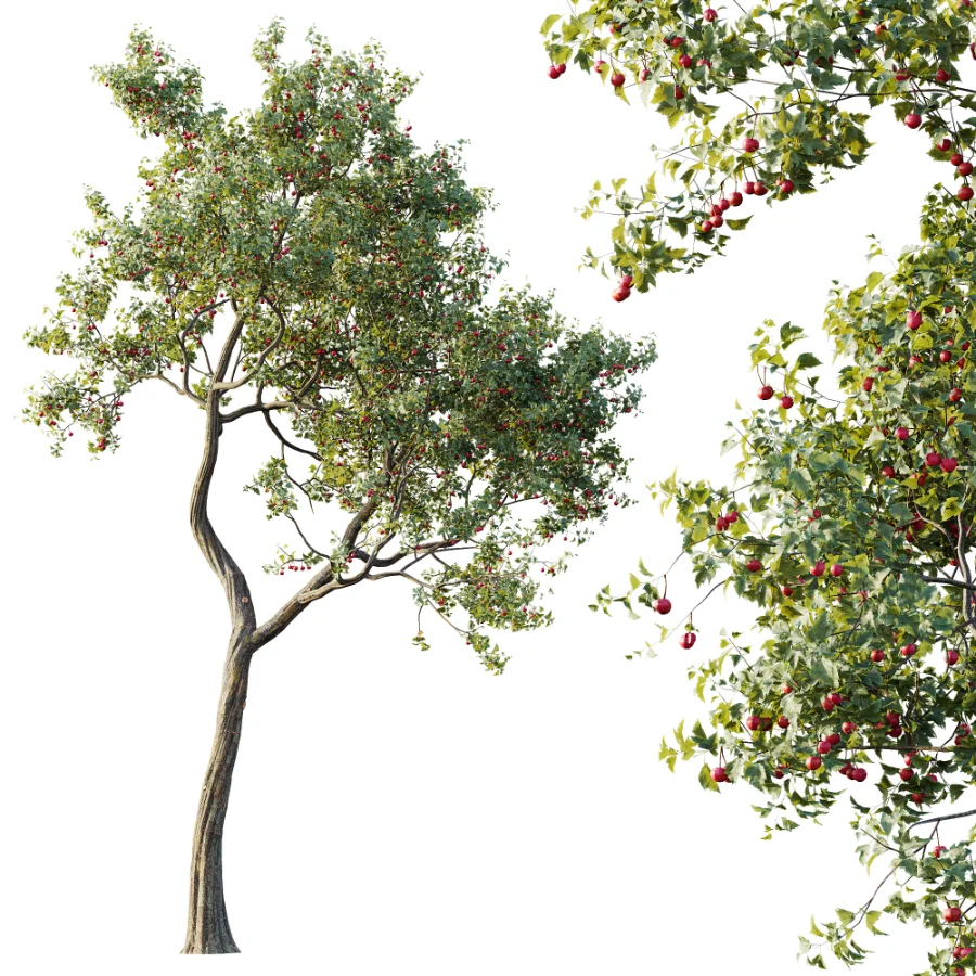 AV Plant Crataegus Pinnatifida Hawthorn Fruit Tree 01 Image 2