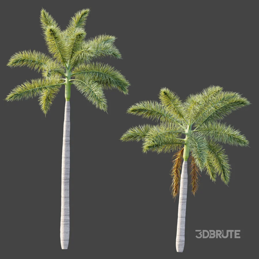 AV Plant Roystonea Regia Palm Tree 01 Image 4