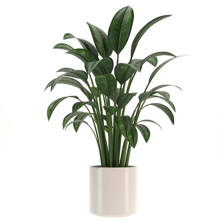 indoor-plant-004 Image 1