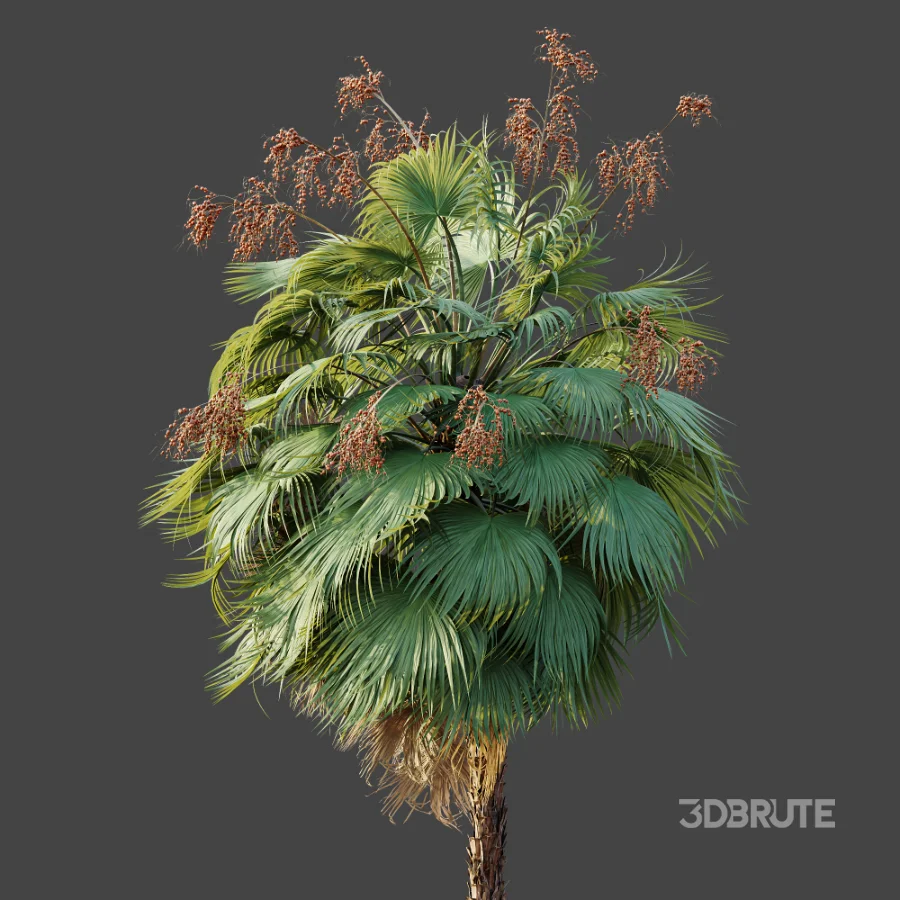 AV Plant Acoelorrhaphe Wrightii Palm Tree 01 Image 6