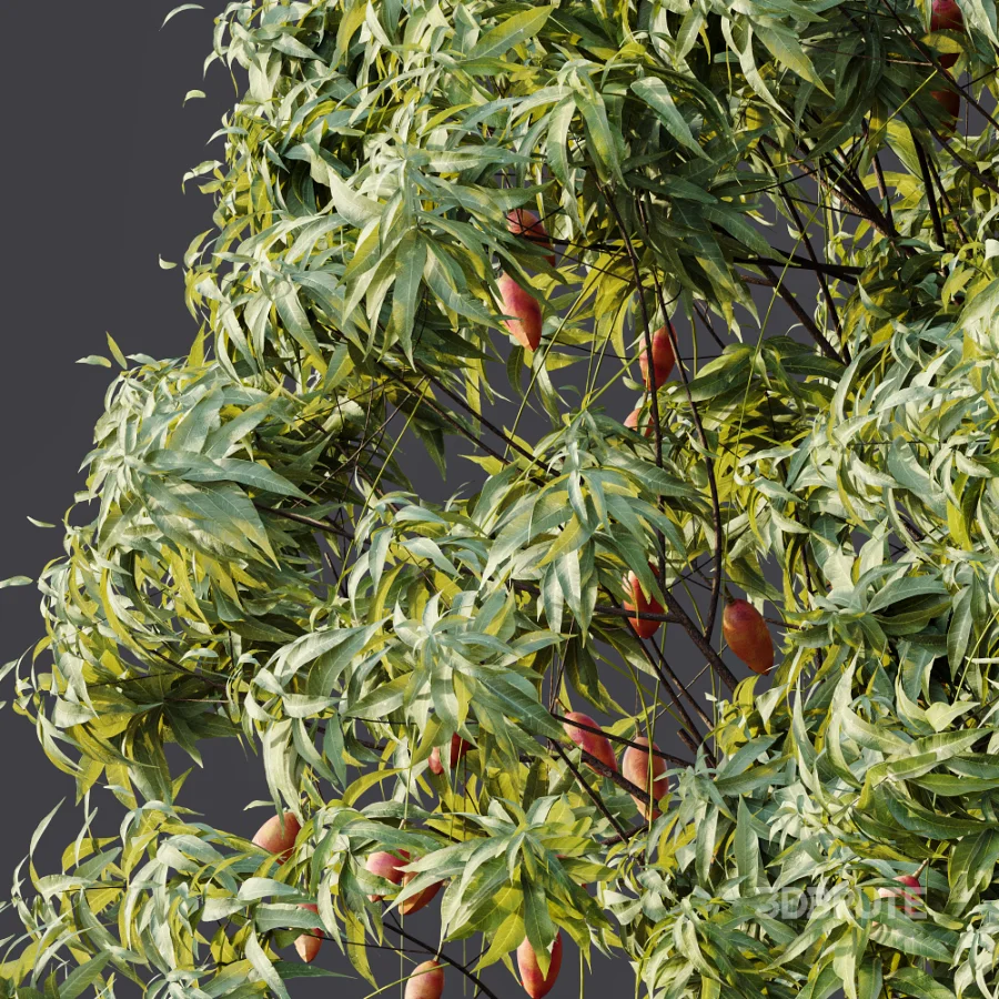 AV Plant Mangifera Indica Mango Fruit Tree 01 Image 9