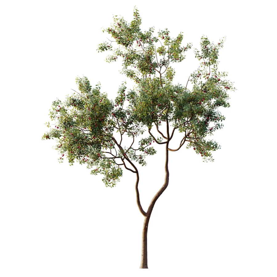 AV Plant Cerasus Pseudocerasus Cherry Fruit Tree 01 Image 2