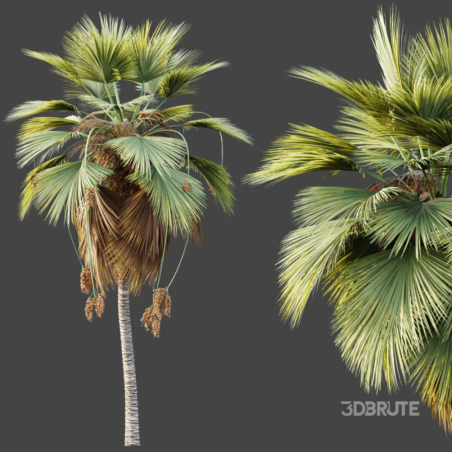 AV Plant Pritchardia Pacifica Palm Tree 03 Image 6
