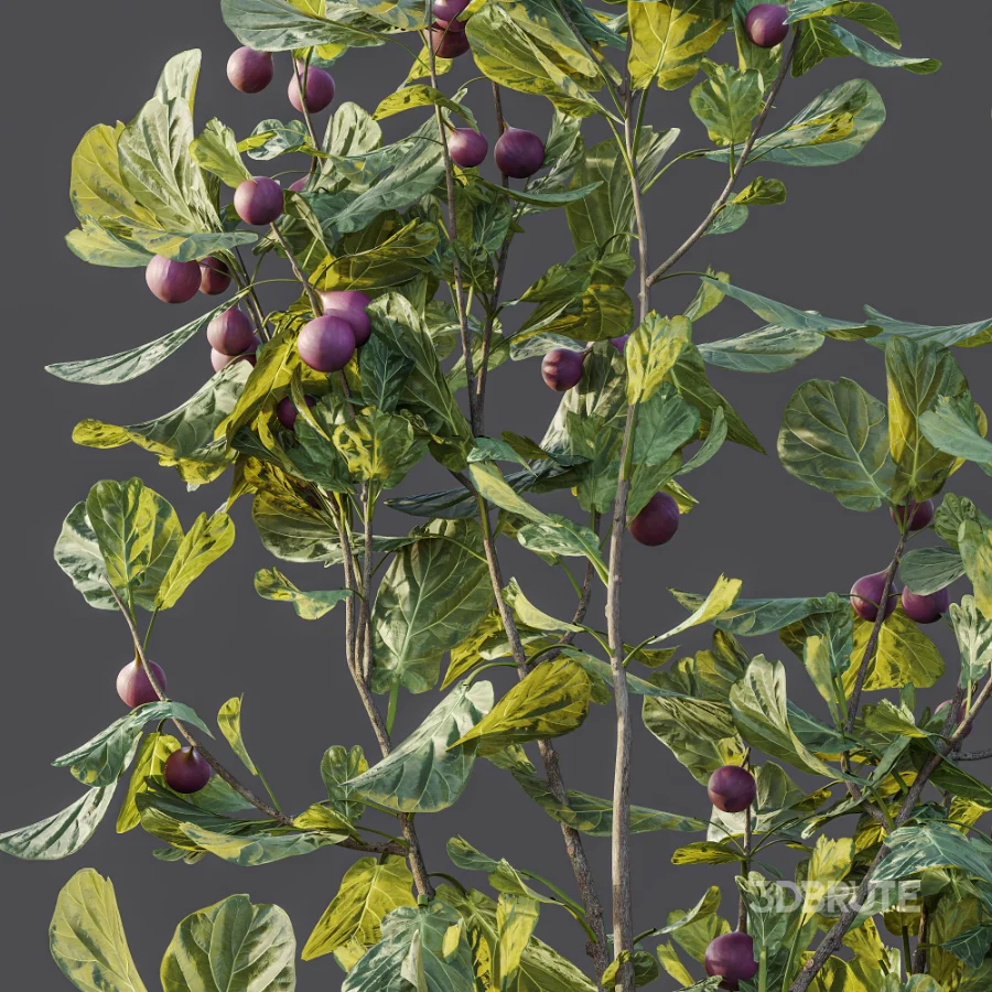 AV Plant Ficus Carica Feige Fig Fruit Tree 01 Image 7