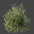 AV Plant Bush Common Broom Cytisus Scoparius 02 - Thumbnail 5