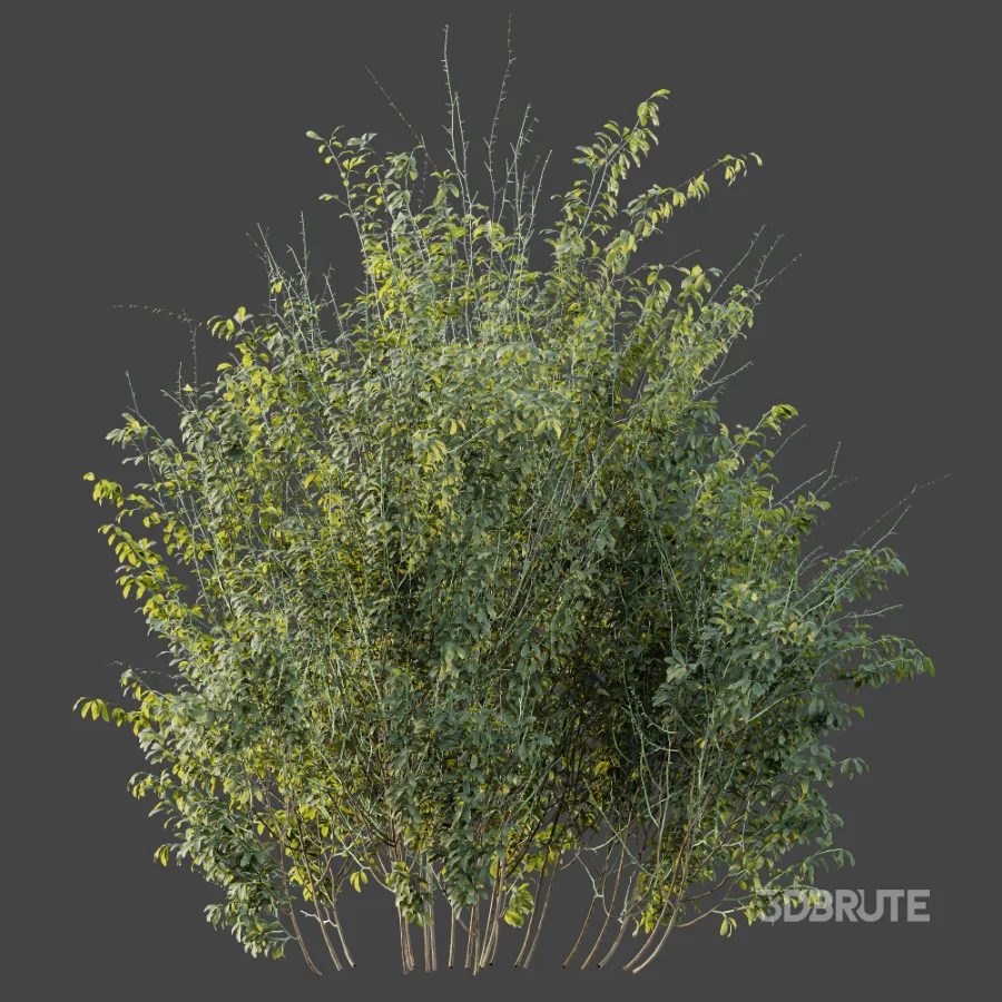 AV Plant Bush Common Broom Cytisus Scoparius 02 Image 5
