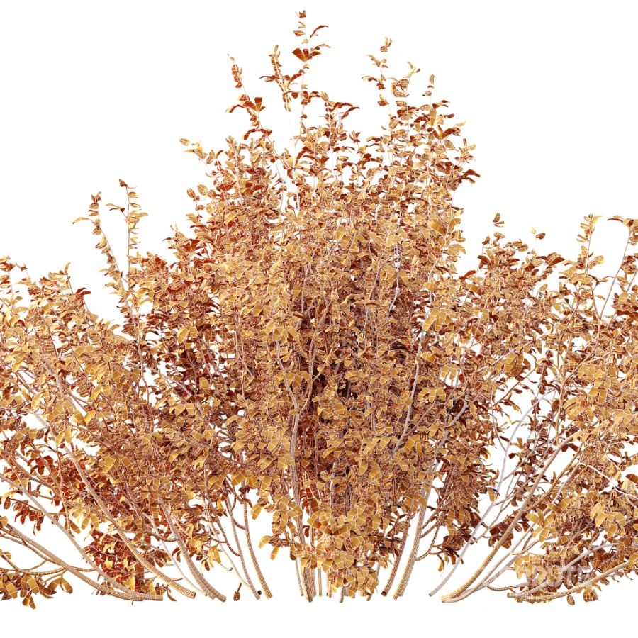 AV Plant Bush Common Broom Cytisus Scoparius 01 Image 9