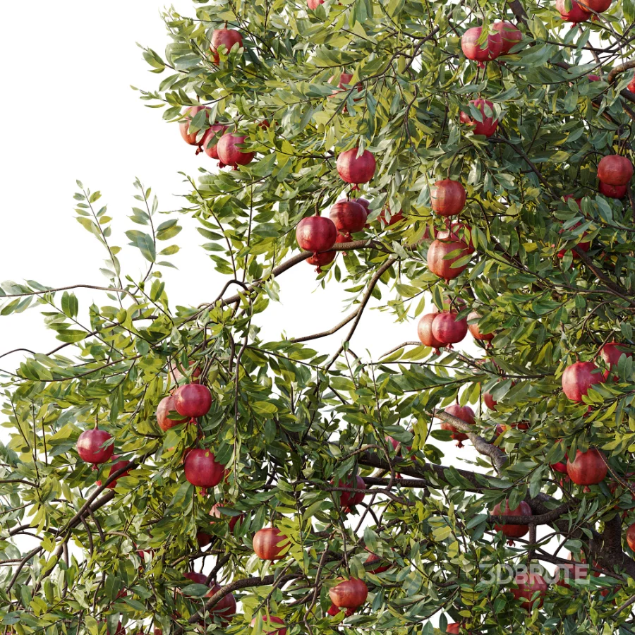 AV Plant Punica Granatum Pomegranate Fruit Tree 01 Image 1