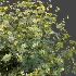 AV Plant Bush Tormentil Potentilla Erecta 01 - Thumbnail 5