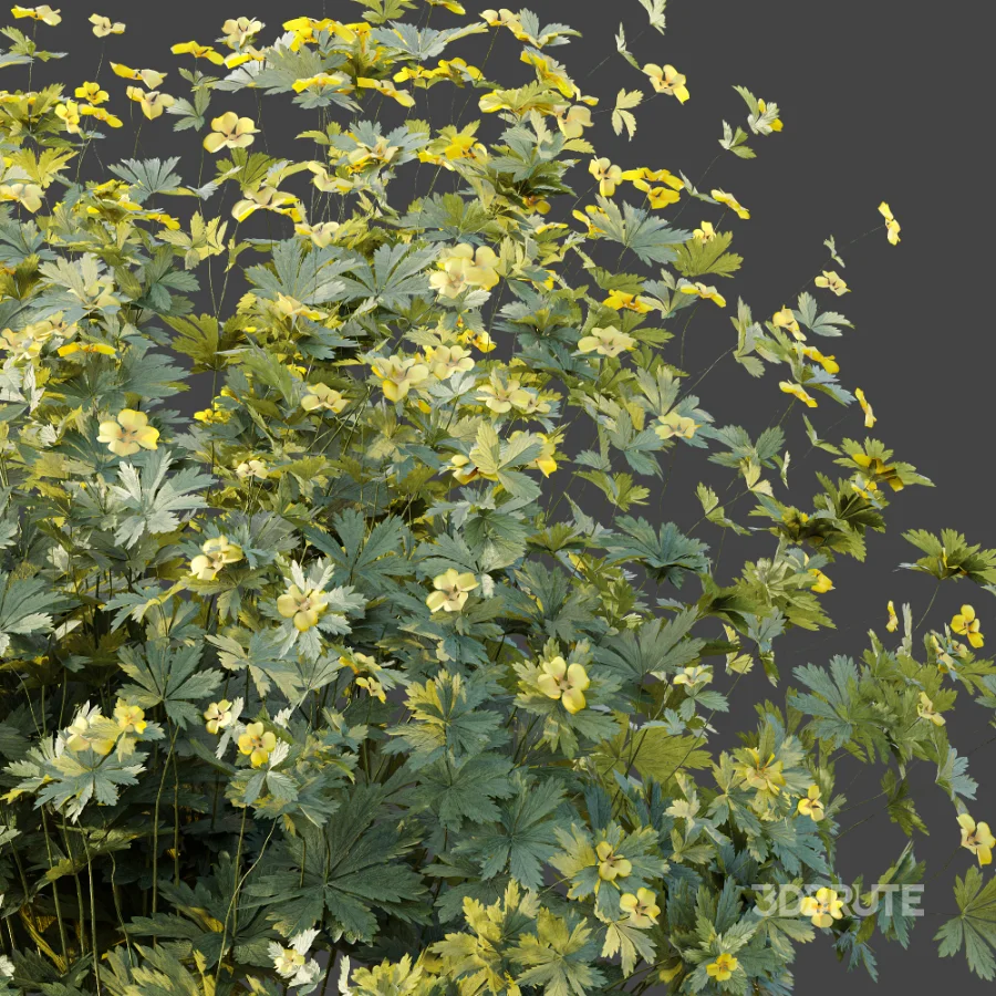 AV Plant Bush Tormentil Potentilla Erecta 01 Image 5