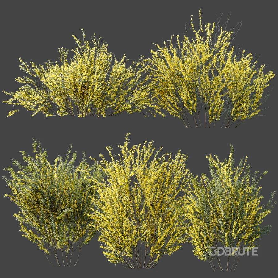 AV Plant Bush Common Broom Cytisus Scoparius 01 Image 8