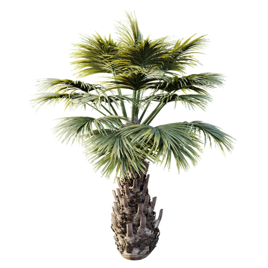 AV Plant Borassus Flabellifer 6 Palm Tree 03 Image 1