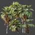 AV Plant Pritchardia Pacifica Palm Tree 03 - Thumbnail 8