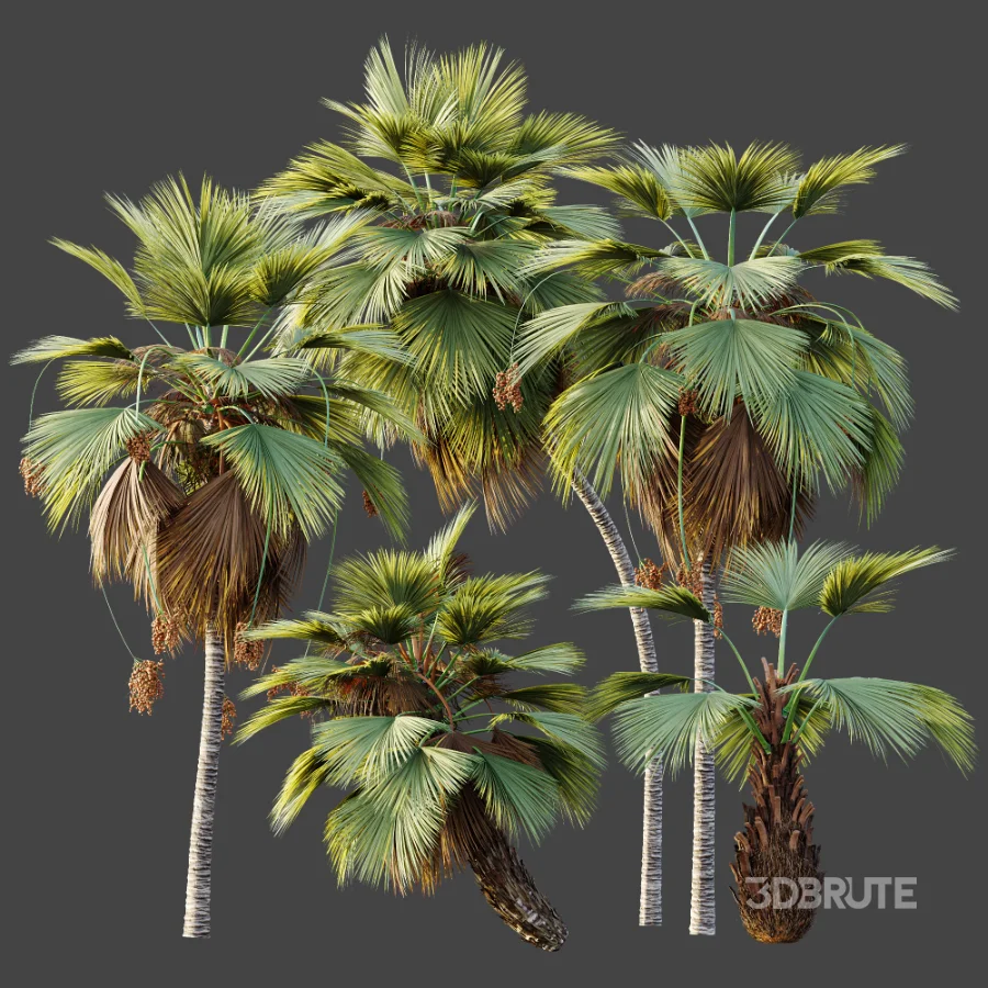 AV Plant Pritchardia Pacifica Palm Tree 03 Image 8