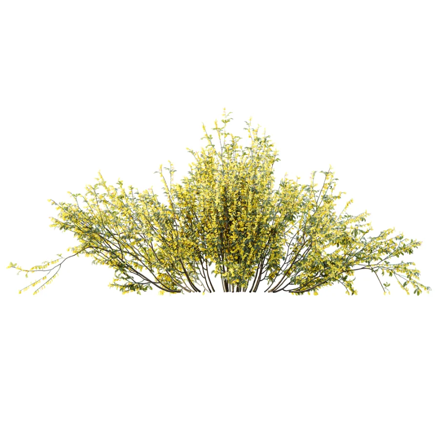 AV Plant Bush Common Broom Cytisus Scoparius 01 Image 4
