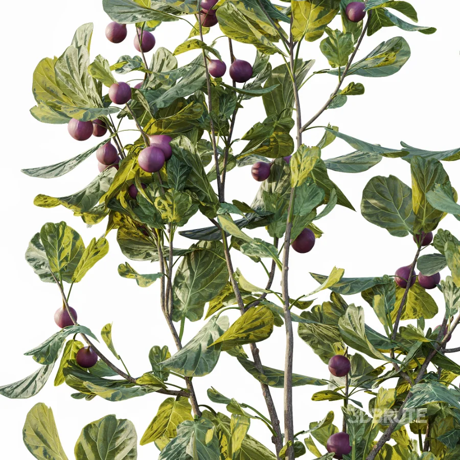 AV Plant Ficus Carica Feige Fig Fruit Tree 01 Image 3