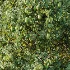 AV Plant Citrus Meyer Lemon Fruit Tree 01 - Thumbnail 10