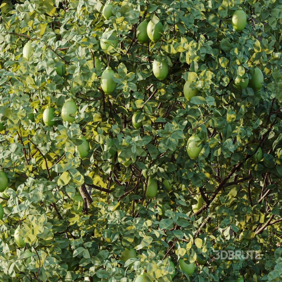 AV Plant Citrus Meyer Lemon Fruit Tree 01 Image 10