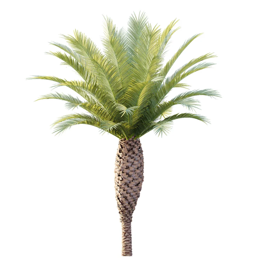 AV Plant Phoenix Canariensis Palm Tree 03 Image 1