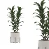 indoor-plant-009 - Thumbnail 2