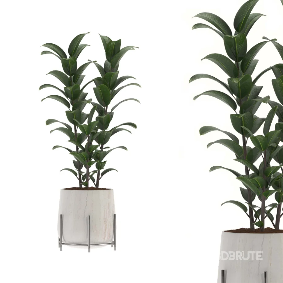 indoor-plant-009 Image 2