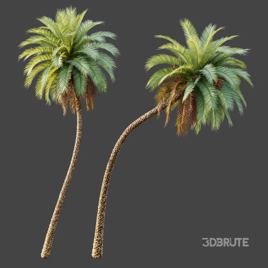 AV Plant Phoenix Sylvestris Palm Tree 01 Image 5