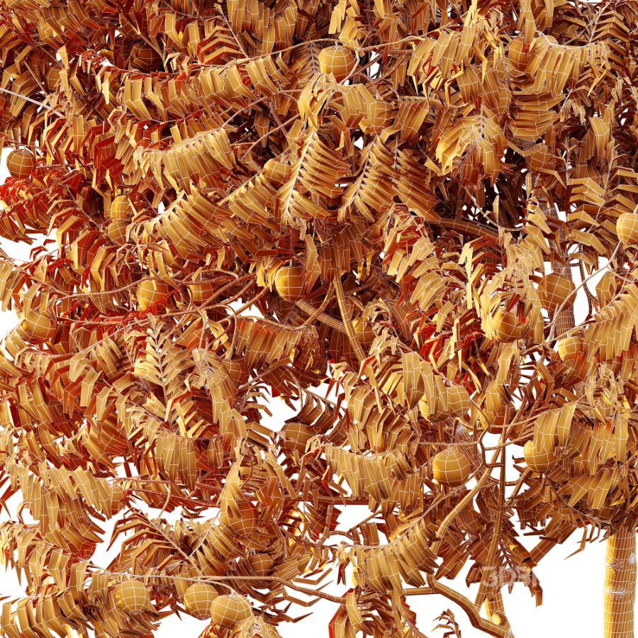 AV Plant Amygdalus Persica Peach Fruit Tree 01 Image 10