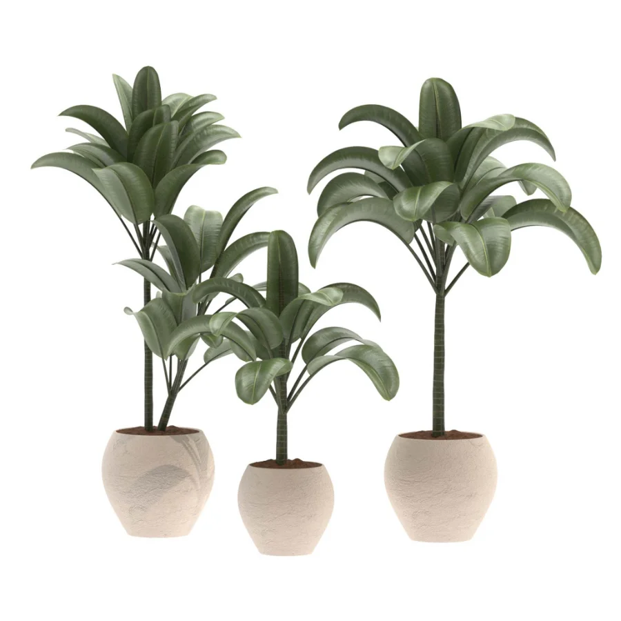 indoor-plant-026 Image 2
