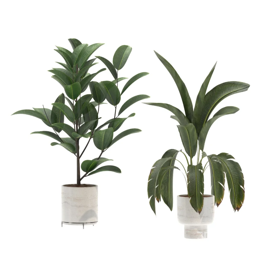 indoor-plant-018 Image 1