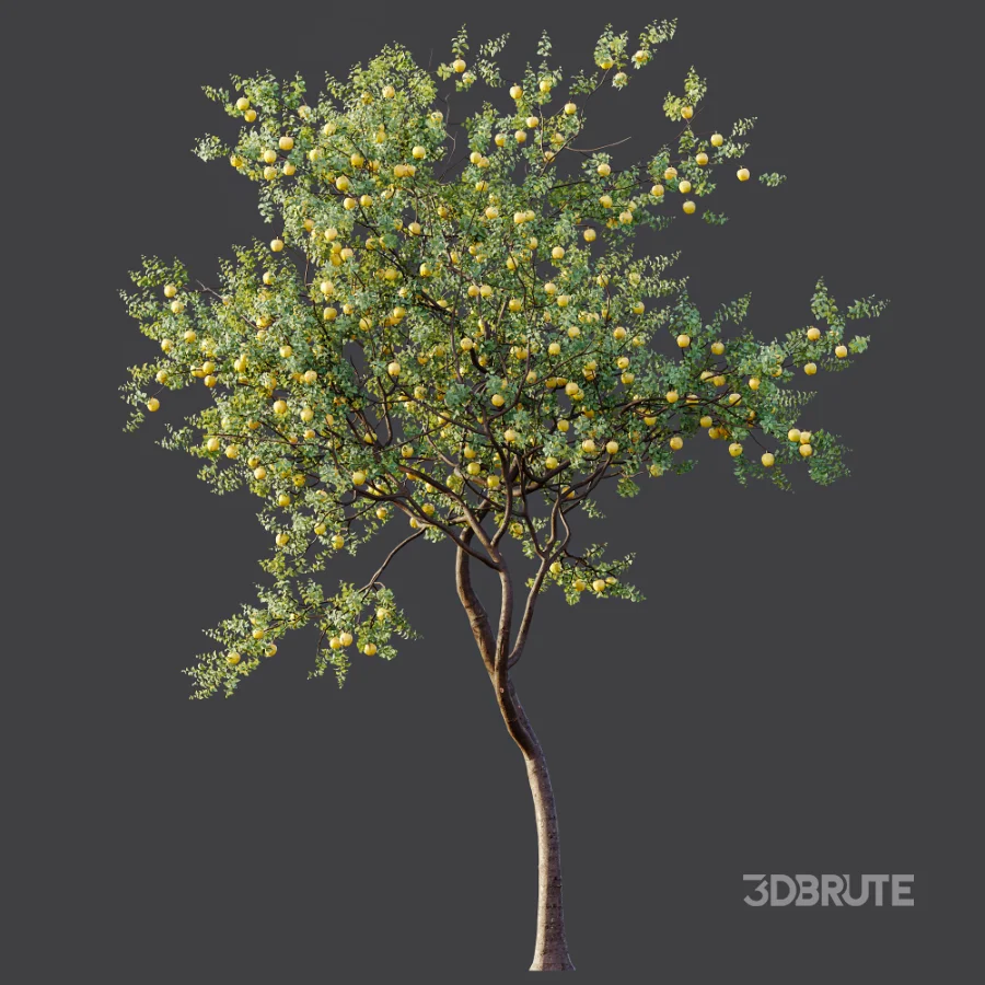 AV Plant Malus Pumila Apple Red Fruit Tree 01 Image 6