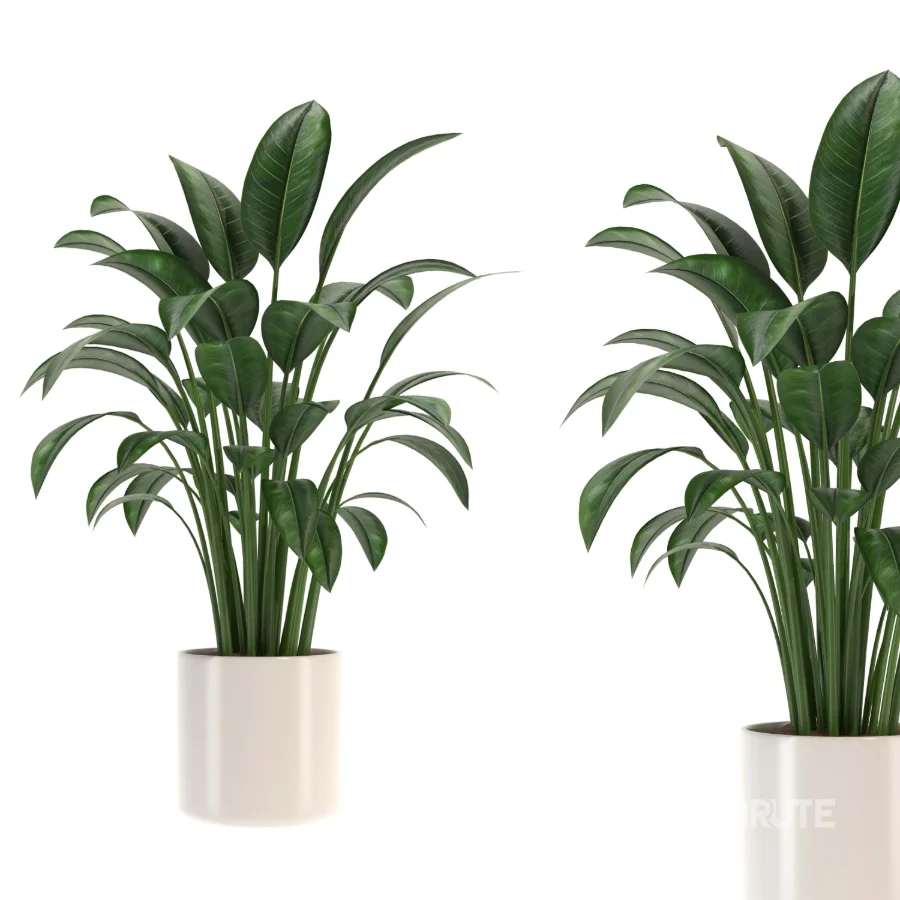 indoor-plant-004 Image 2